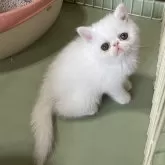 エキゾチックショートヘア