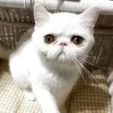 エキゾチックショートヘア