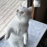 エキゾチックショートヘア