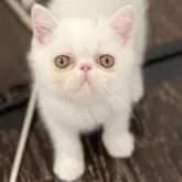 エキゾチックショートヘア