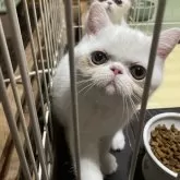 エキゾチックショートヘア