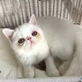 エキゾチックショートヘア