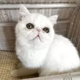 エキゾチックショートヘア