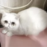 エキゾチックショートヘア