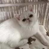 エキゾチックショートヘア【熊本県・女の子・2025年8月11日・ホワイト】の写真2