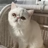 エキゾチックショートヘア【熊本県・女の子・2025年8月11日・ホワイト】の写真2「1月27日撮影🩷」