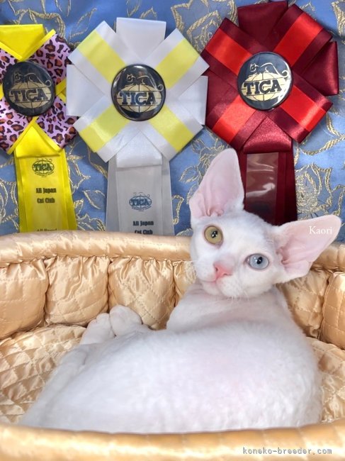 同じ親猫の大吉＆ローズベビーのオッドアイでホワイトの男の子。キャットショーで優秀な成績を獲得。｜水野　かおり(みずの　かおり)ブリーダー(愛知県・スコティッシュフォールドなど・CFA/TICA/国内血統書登録)の紹介写真4