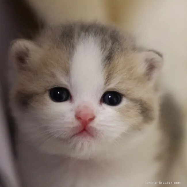 ID：1910-01462の子猫