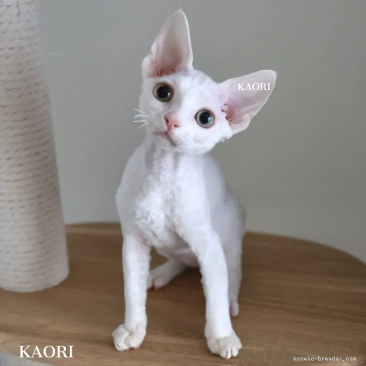 ID:2310-02223の子猫