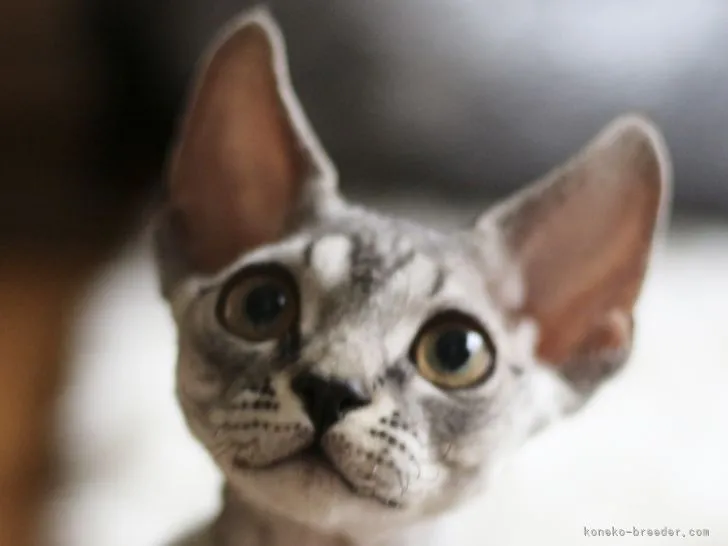 ID：2112-01506の子猫