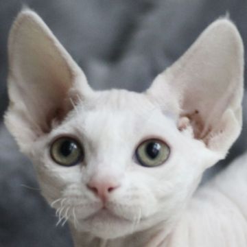 デボンレックス【愛知県・女の子・2021年11月19日・ホワイト（巻き毛）】の写真「珍しい猫種。人気カラーの子🍀両親猫ヨーロッパ外産。」
