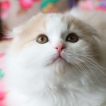 スコティッシュフォールド(折れ耳)【愛知県・男の子・2019年2月14日・クリーム&ホワイト（ロングヘア）】の写真「ロングヘア」