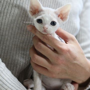 デボンレックス【愛知県・女の子・2021年11月19日・ホワイト】の写真「3月4日新規登録🍀最後1頭です。」