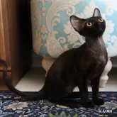 デボンレックス【愛知県・男の子・2023年7月23日・ブラック】の写真1「11月21日撮影」