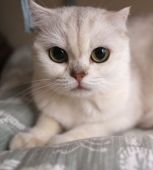 スコティッシュフォールド【・女の子・2019年6月7日・チョコレートシルバー】「2022年9月撮影。目元のお手入れ前の写真でごめんなさい。」