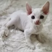 デボンレックス【愛知県・女の子・2025年9月5日・ホワイト】の写真10