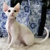 デボンレックス【愛知県・男の子・2025年9月5日・ホワイト】の写真5