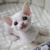 デボンレックス【愛知県・女の子・2025年9月5日・ホワイト】の写真5「自分だけを見てくれる最愛の子としてこの子はベストです。」