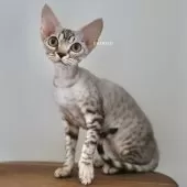 デボンレックス【愛知県・女の子・2025年9月5日・シルバーマッカレルタビー】の写真11