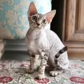 デボンレックス【愛知県・女の子・2025年9月5日・シルバーマッカレルタビー】の写真4