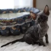 デボンレックス【愛知県・女の子・2025年9月5日・ブラックスモーク】の写真9