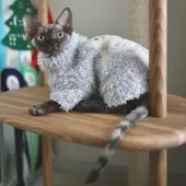 デボンレックス【愛知県・女の子・2025年9月5日・ブラックスモーク】の写真4