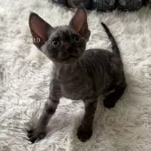 デボンレックス【愛知県・女の子・2025年9月5日・ブラックスモーク】の写真11