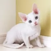 デボンレックス【愛知県・男の子・2025年9月5日・ホワイト】の写真6