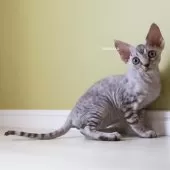 デボンレックス【愛知県・女の子・2025年9月5日・シルバーマッカレルタビー】の写真10