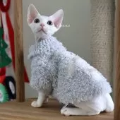 デボンレックス【愛知県・男の子・2025年9月5日・ホワイト】の写真3