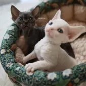 デボンレックス【愛知県・女の子・2025年9月5日・ブラックスモーク】の写真15