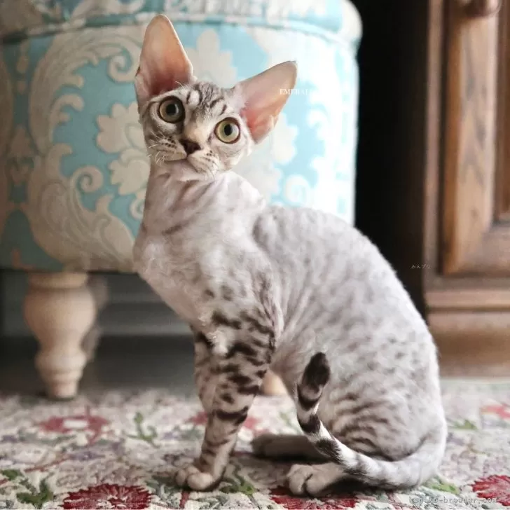 デボンレックス【愛知県・女の子・2025年9月5日・シルバーマッカレルタビー】の写真1