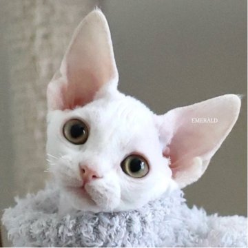 デボンレックス【愛知県・女の子・2025年9月5日・ホワイト（巻き毛）】の写真「性格もお顔もとても可愛い🐾12/1写真更新」