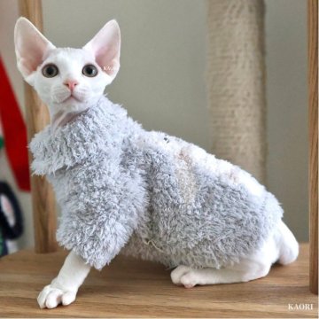 デボンレックス【愛知県・男の子・2025年9月5日・ホワイト（巻き毛）】の写真「ハイクオリティなイケメン🐾11/30写真更新」