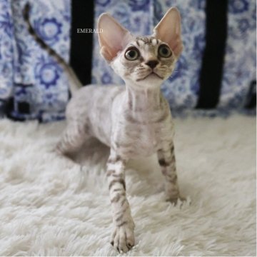 デボンレックス【愛知県・女の子・2025年9月5日・シルバーマッカレルタビー（巻き毛）】の写真「日本でレアな毛色。11/23写真更新🐾」