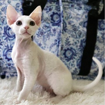 デボンレックス【愛知県・男の子・2025年9月5日・ホワイト（巻き毛）】の写真「ハイクオリティなイケメン🐾11/22写真更新」