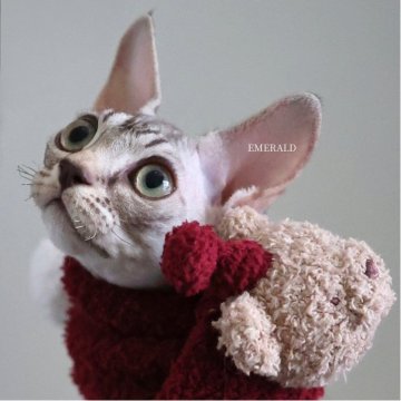 デボンレックス【愛知県・女の子・2025年9月5日・シルバーマッカレルタビー（巻き毛）】の写真「日本でレアな毛色。12/3写真更新🐾」