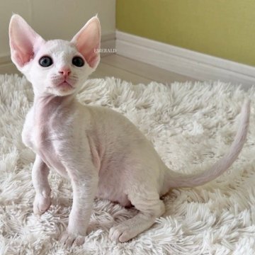 デボンレックス【愛知県・男の子・2025年9月5日・ホワイト（巻き毛）】の写真「ハイクオリティなイケメン君🐾動画更新」