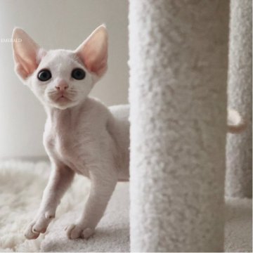 デボンレックス【愛知県・男の子・2025年9月5日・ホワイト（巻き毛）】の写真「大きな瞳で見つめる、甘えん坊君」