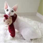 デボンレックス