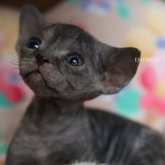 デボンレックス