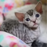 デボンレックス