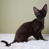 デボンレックス
