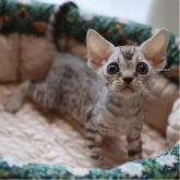 デボンレックス