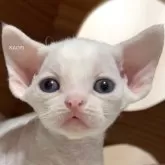 デボンレックス