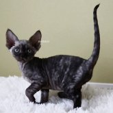 デボンレックス