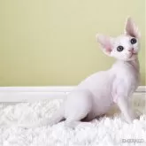 デボンレックス