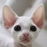 デボンレックス