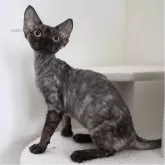 デボンレックス