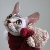 デボンレックス